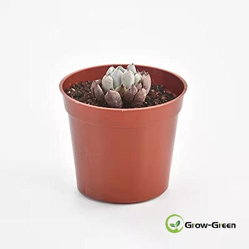 68mm Tiny Round Plant Pots Succulent Seedling Nursery Pots Made from Virgin Grade PP Material